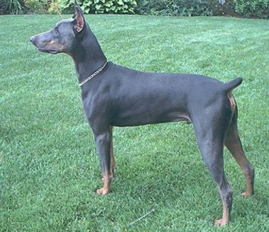 Blue Doberman male