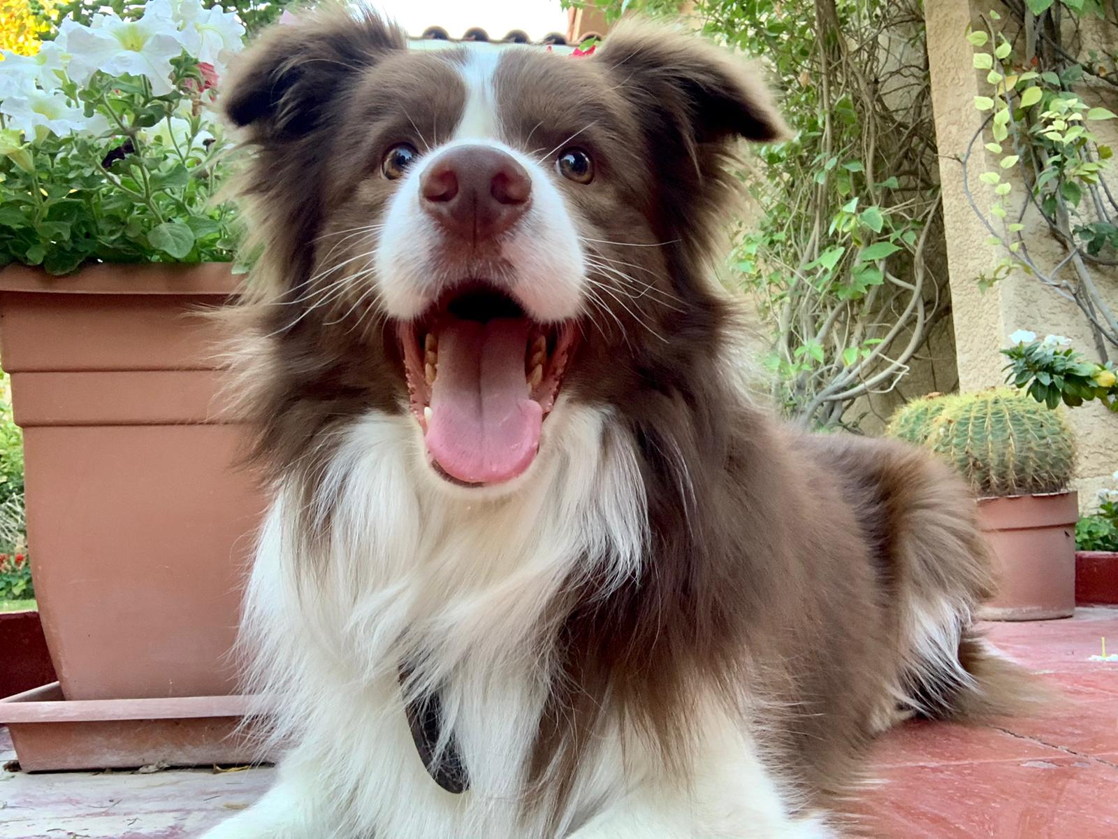 Border collie easy to train