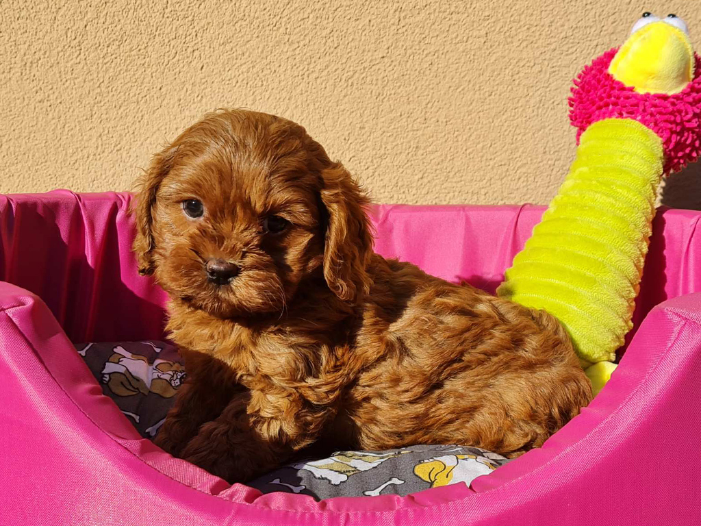 cavapoo f2