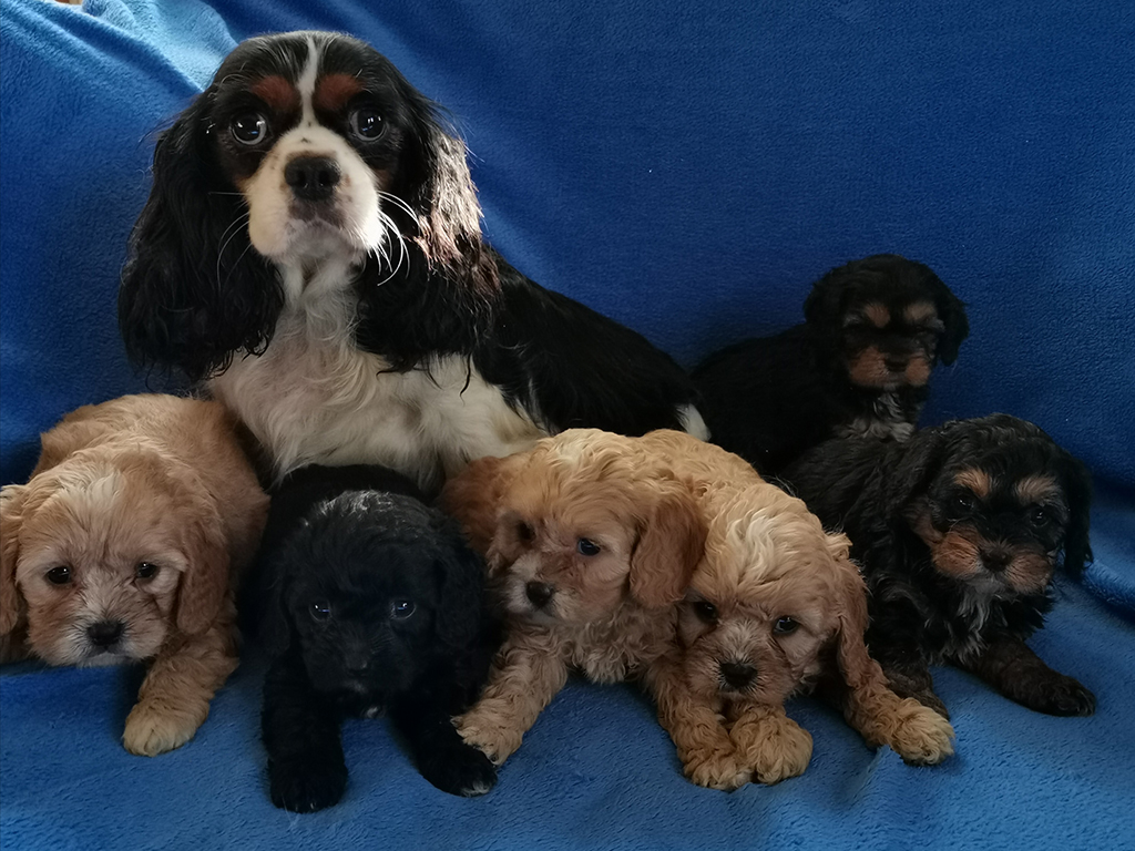 cavapoo litter