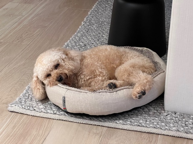 cavapoo puppy socialized