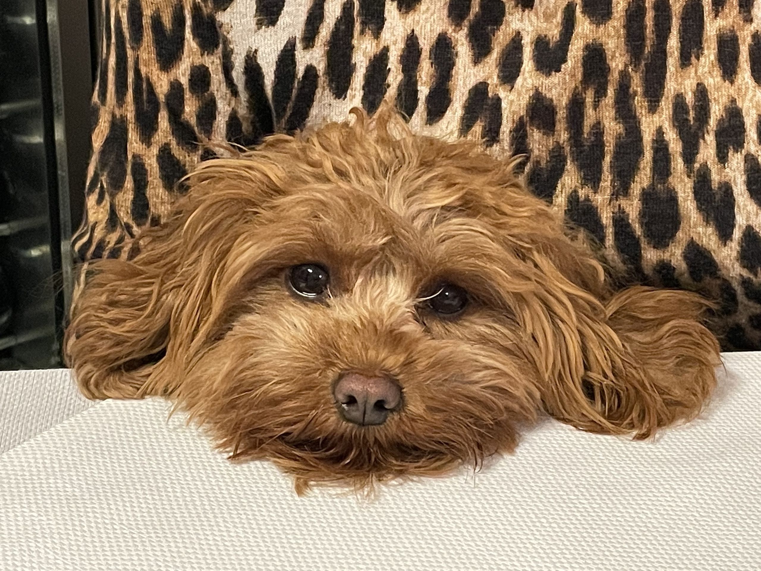 F1 Cavapoo puppy