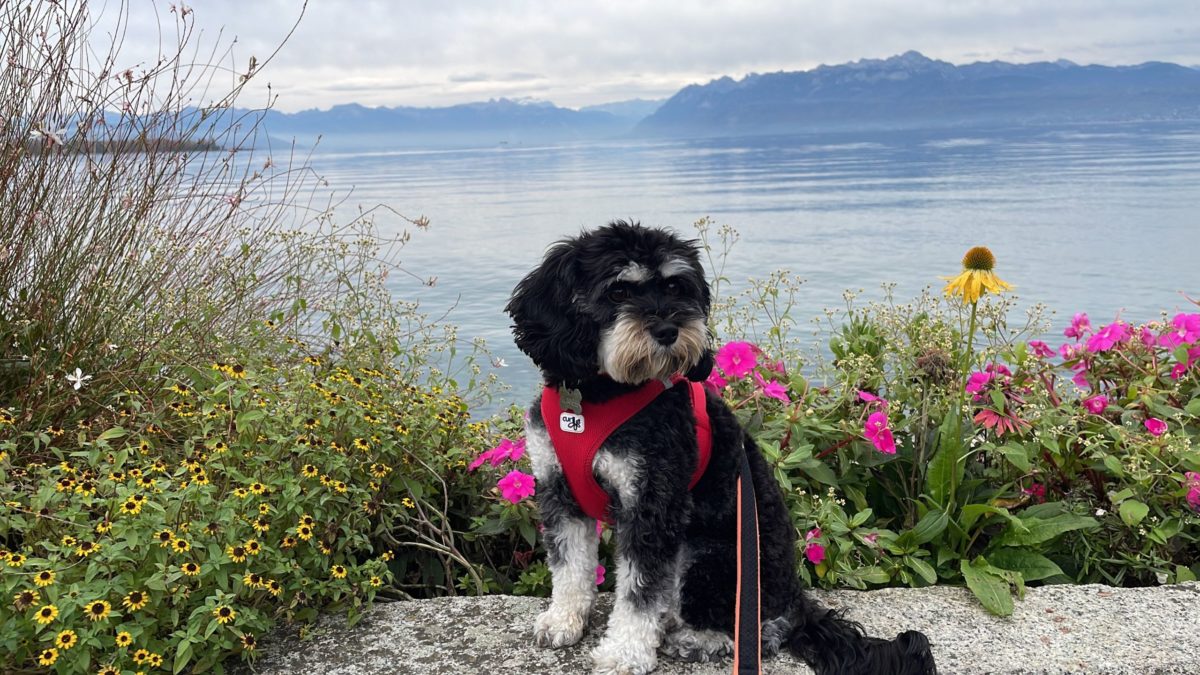 Cavapoo in the US