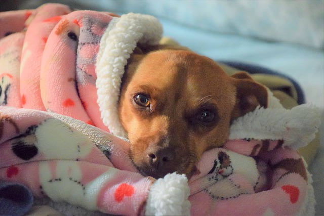 Dog health seizures