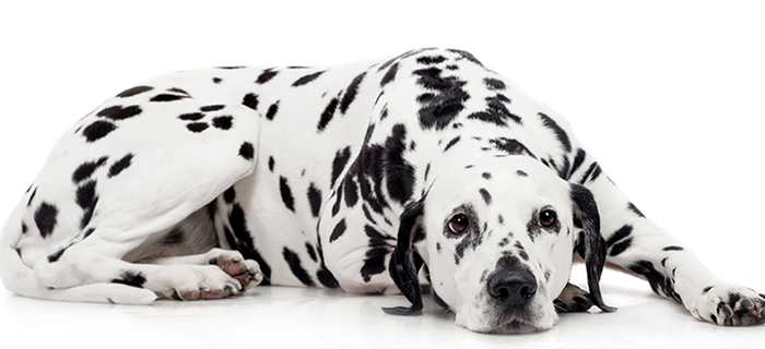 dalmatian