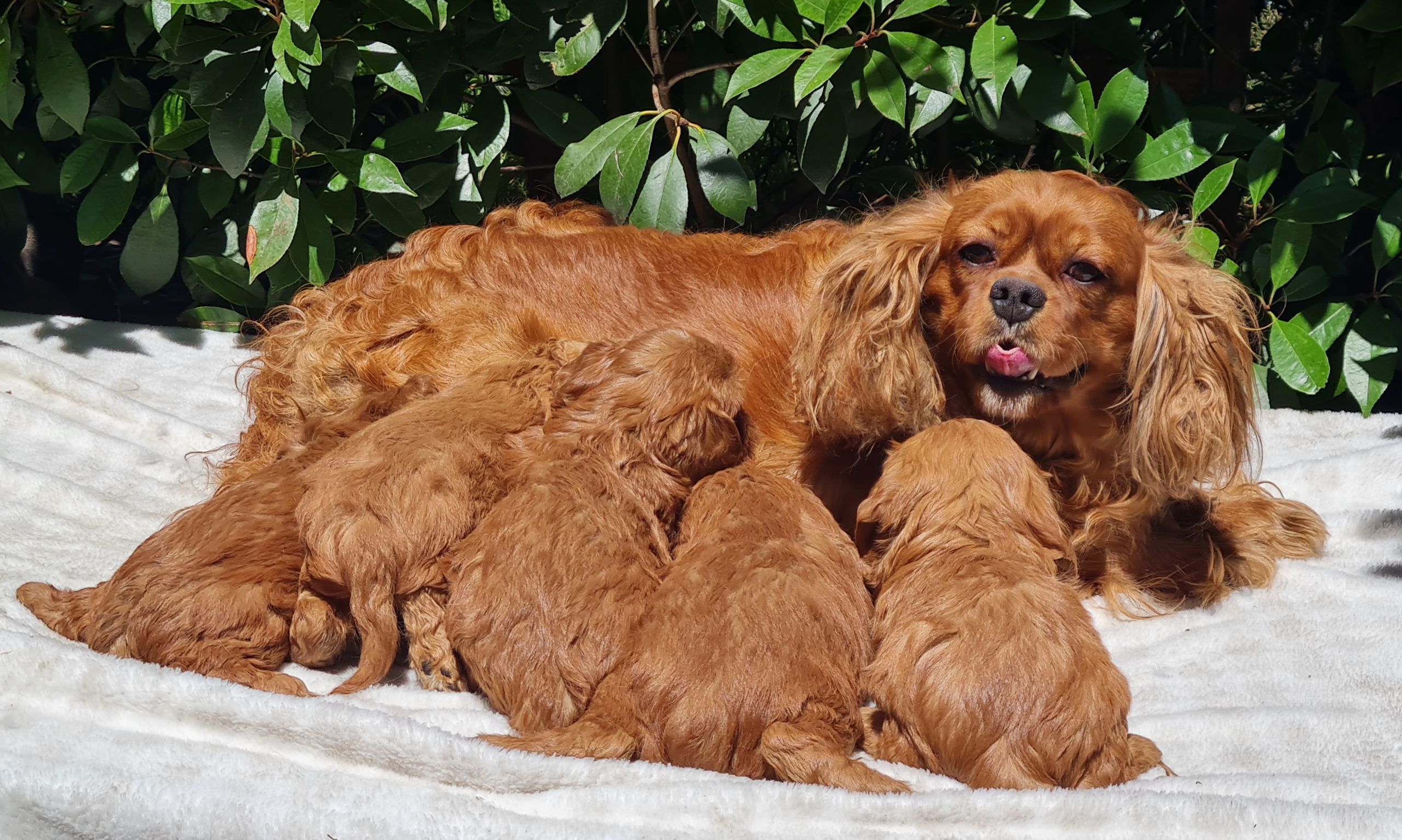cavapoo puppy growth