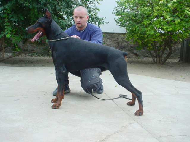 doberman breeder