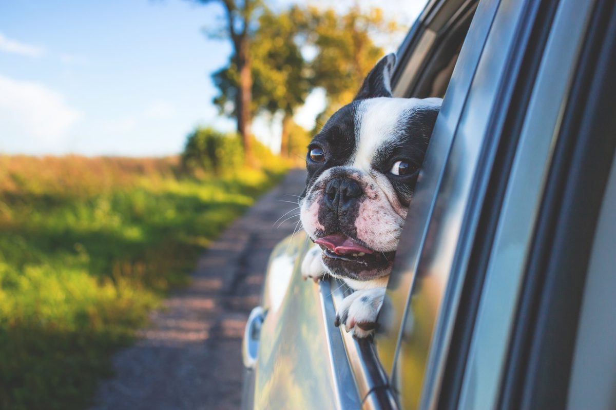 Tips for Traveling with a Dog