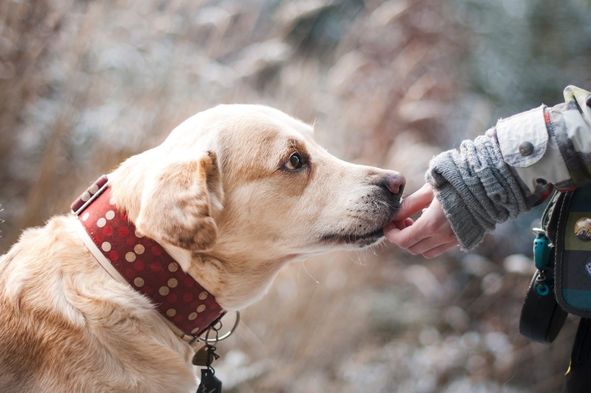 4 Things That Every Dog Should Have