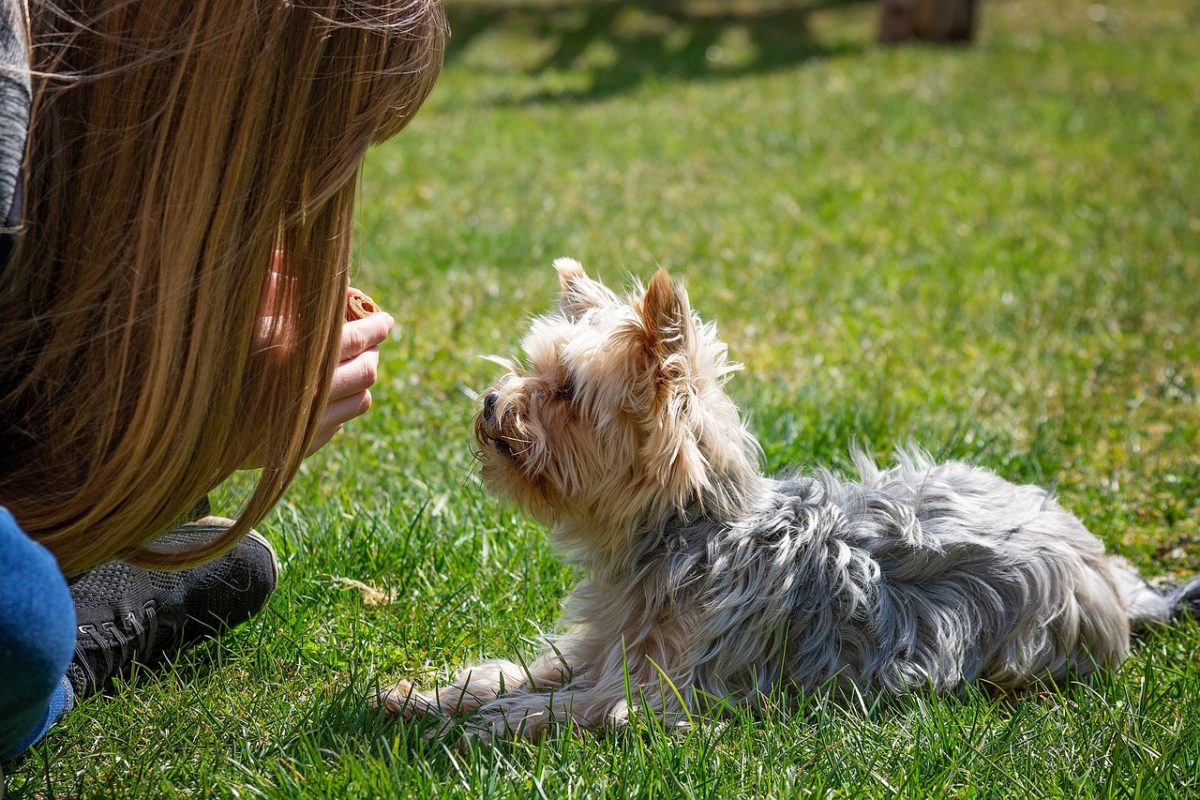 Body Language And Dog Training: