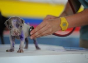 puppy health