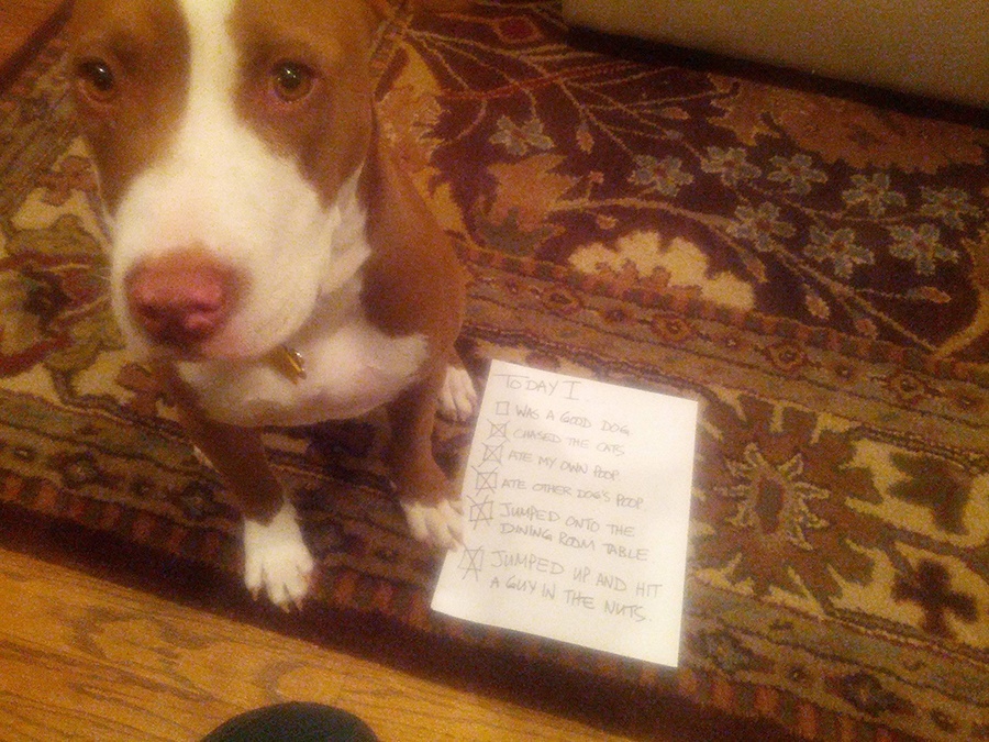 dog shaming