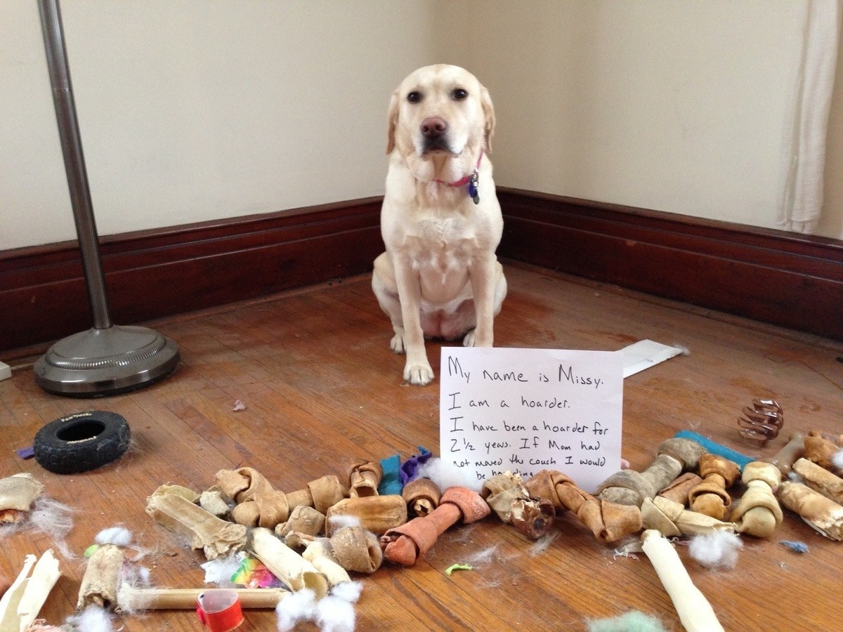 naughty dog