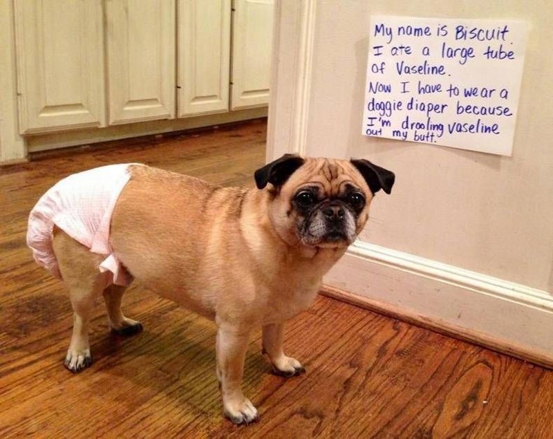 dog shaming