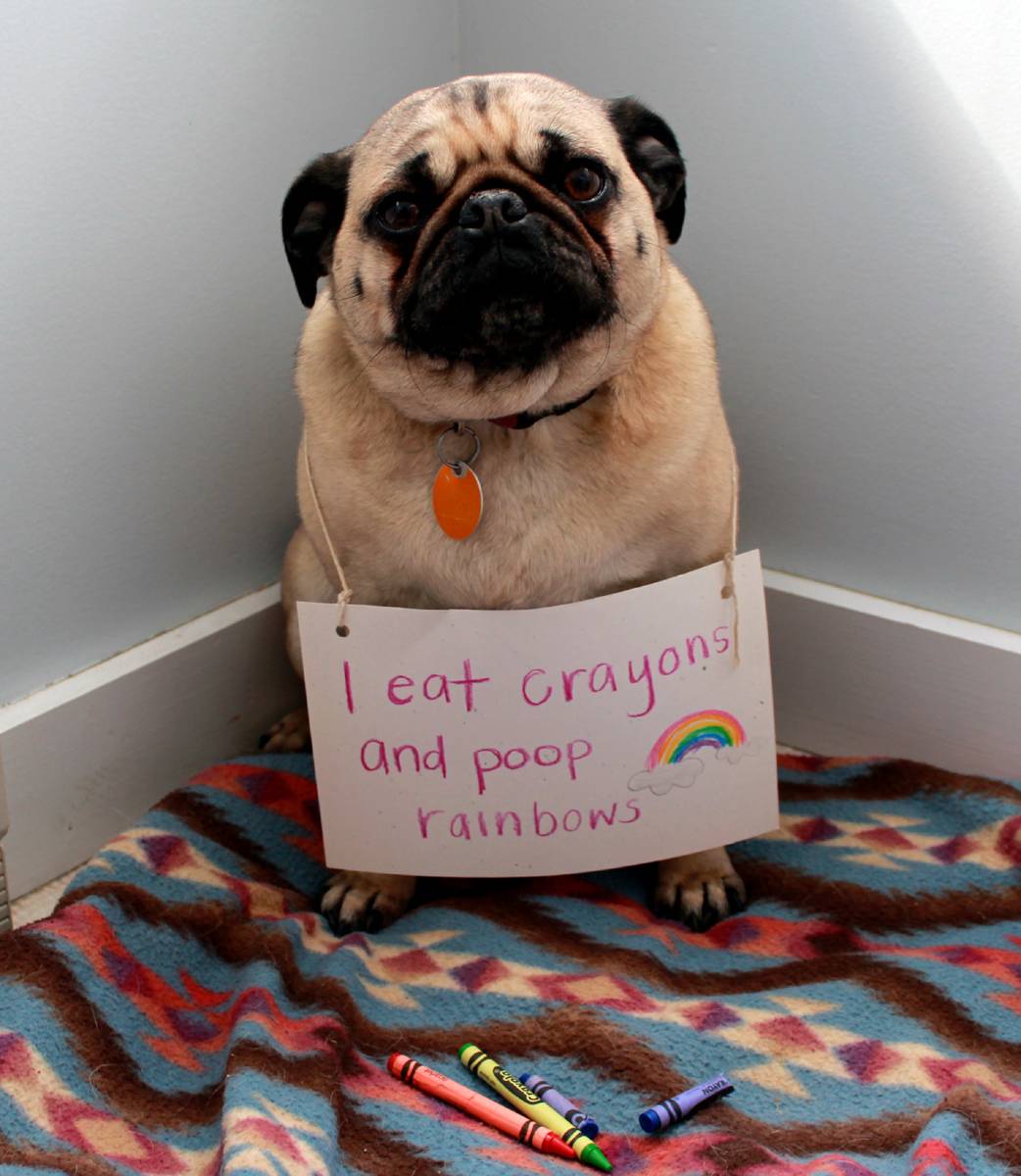dog shaming