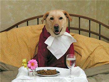 What to feed your dog?