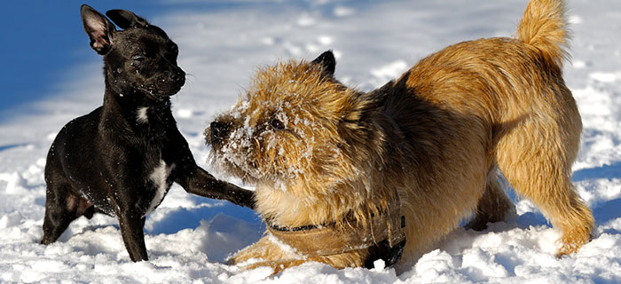 puppy and senior dog