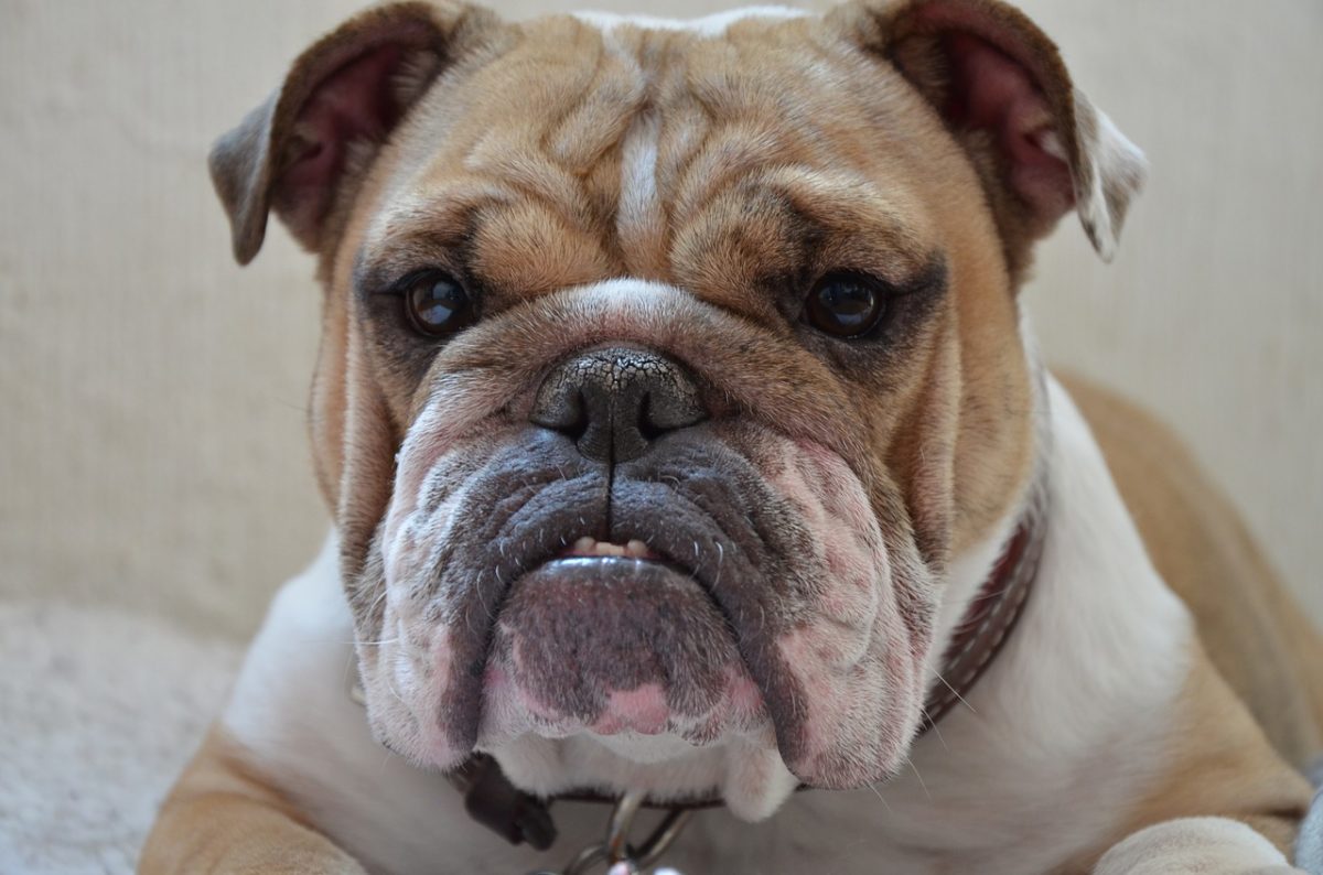 How Heavy Should My Dog Be