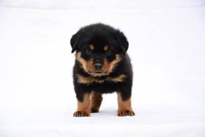 Rottweiler puppy