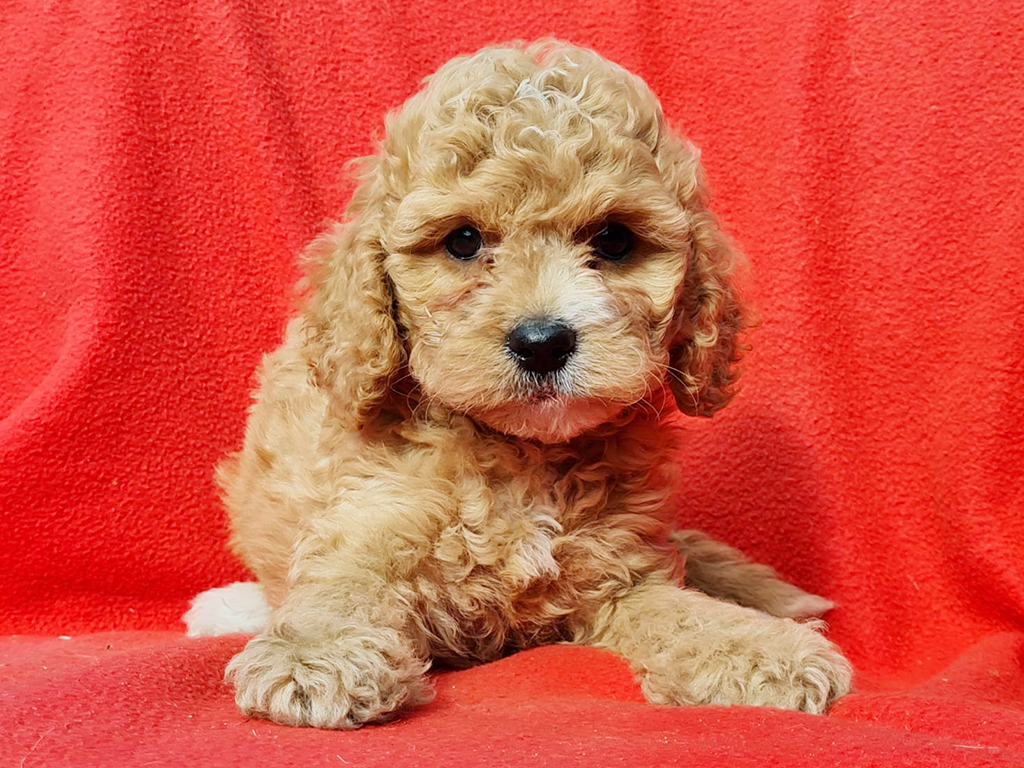 flb cavapoo puppy