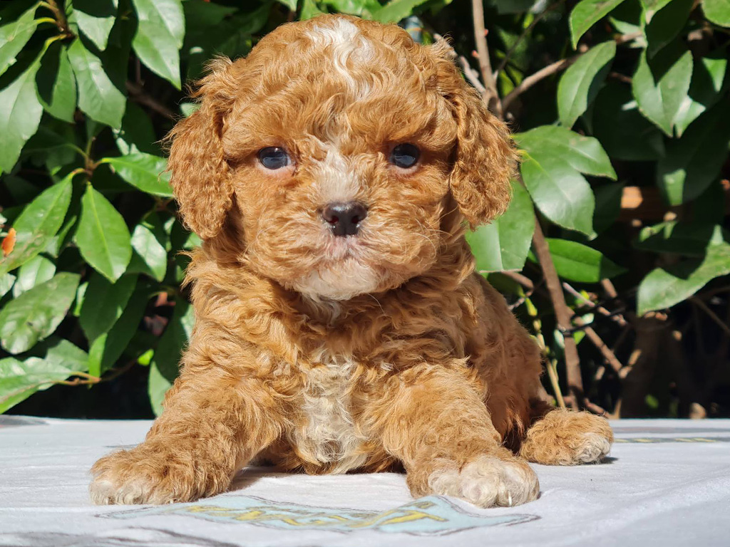 f2 cavapoo size