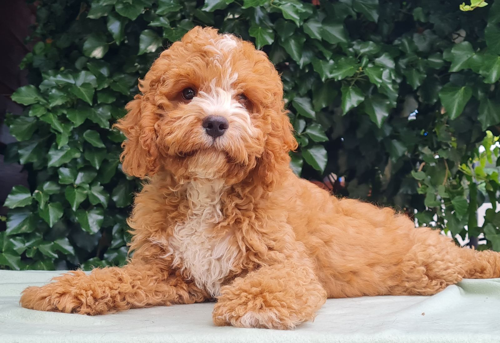 f2 cavapoo puppy