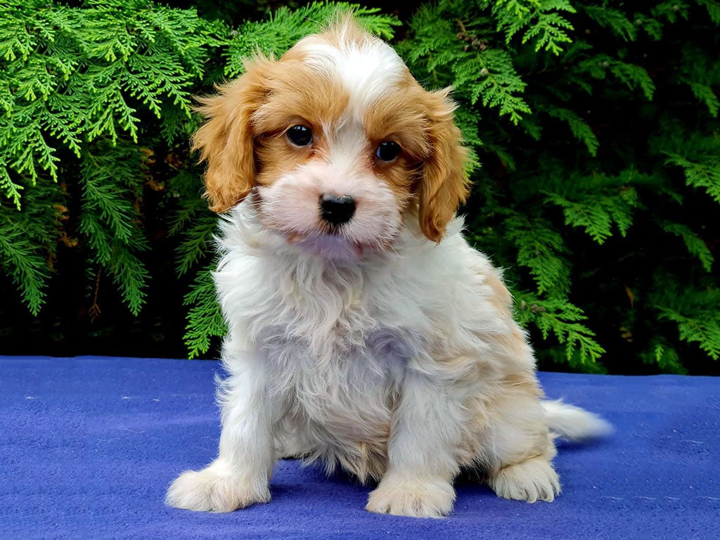 cavapoo full size