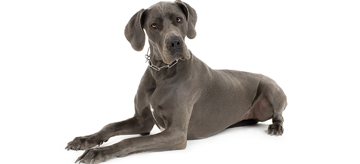 great dane