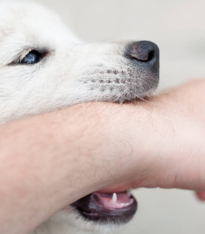 Sharp Teeth