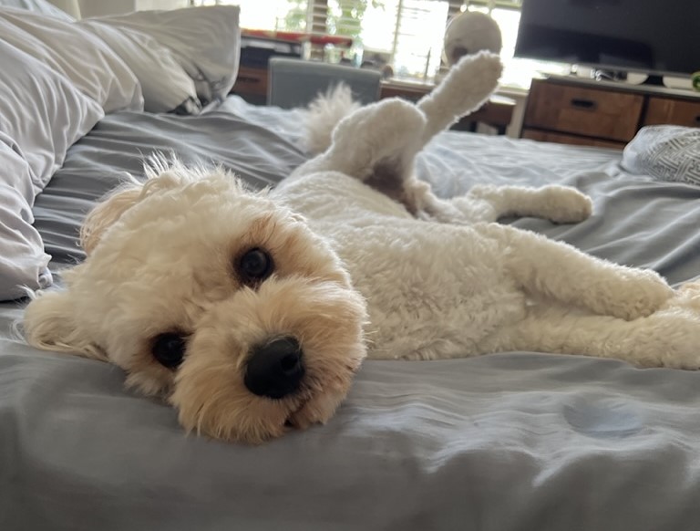 cute cavapoo