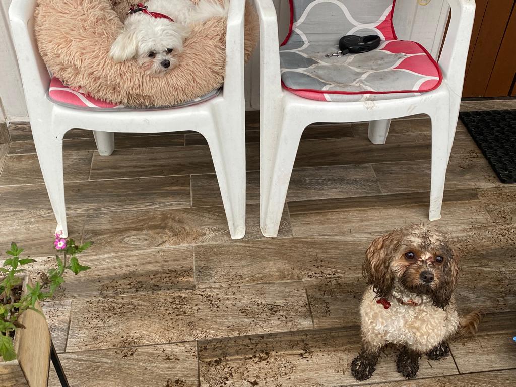 cavapoo care