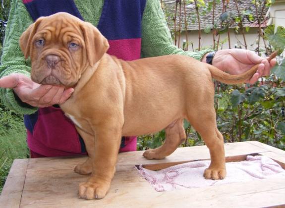 Dogue de Bordeaux puppy
