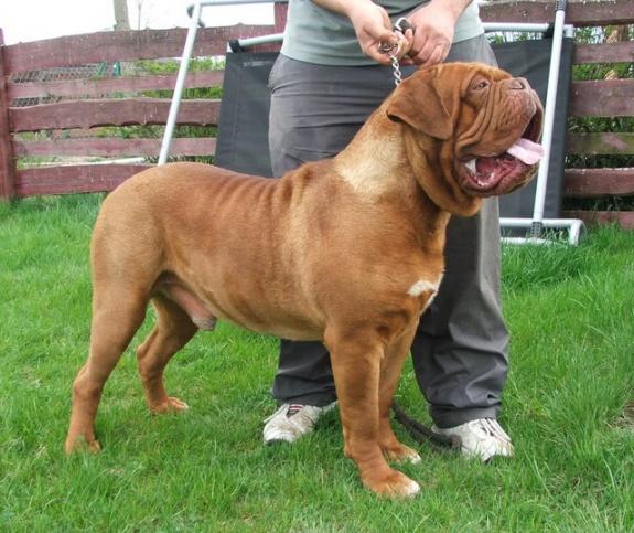 Dogue de Bordeaux male