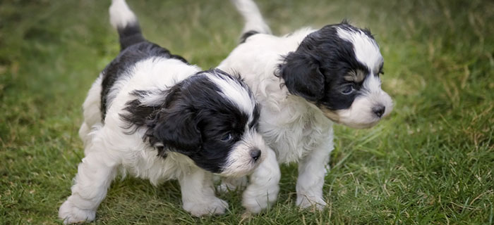 puppies
