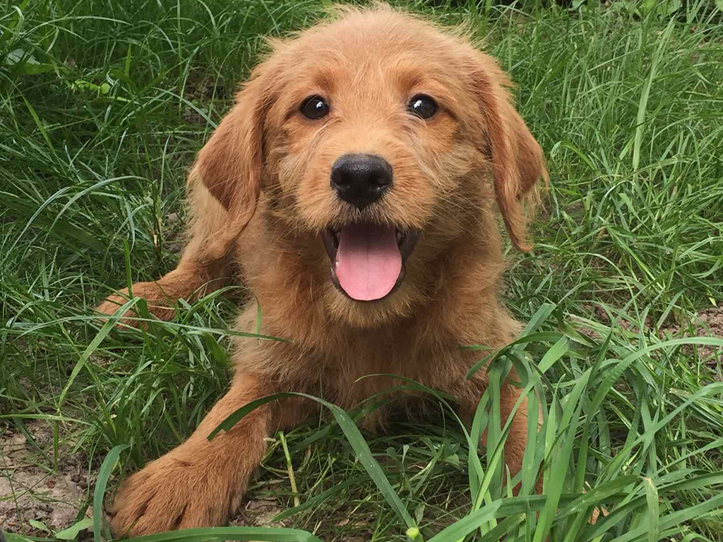 Labradoodle non shedder