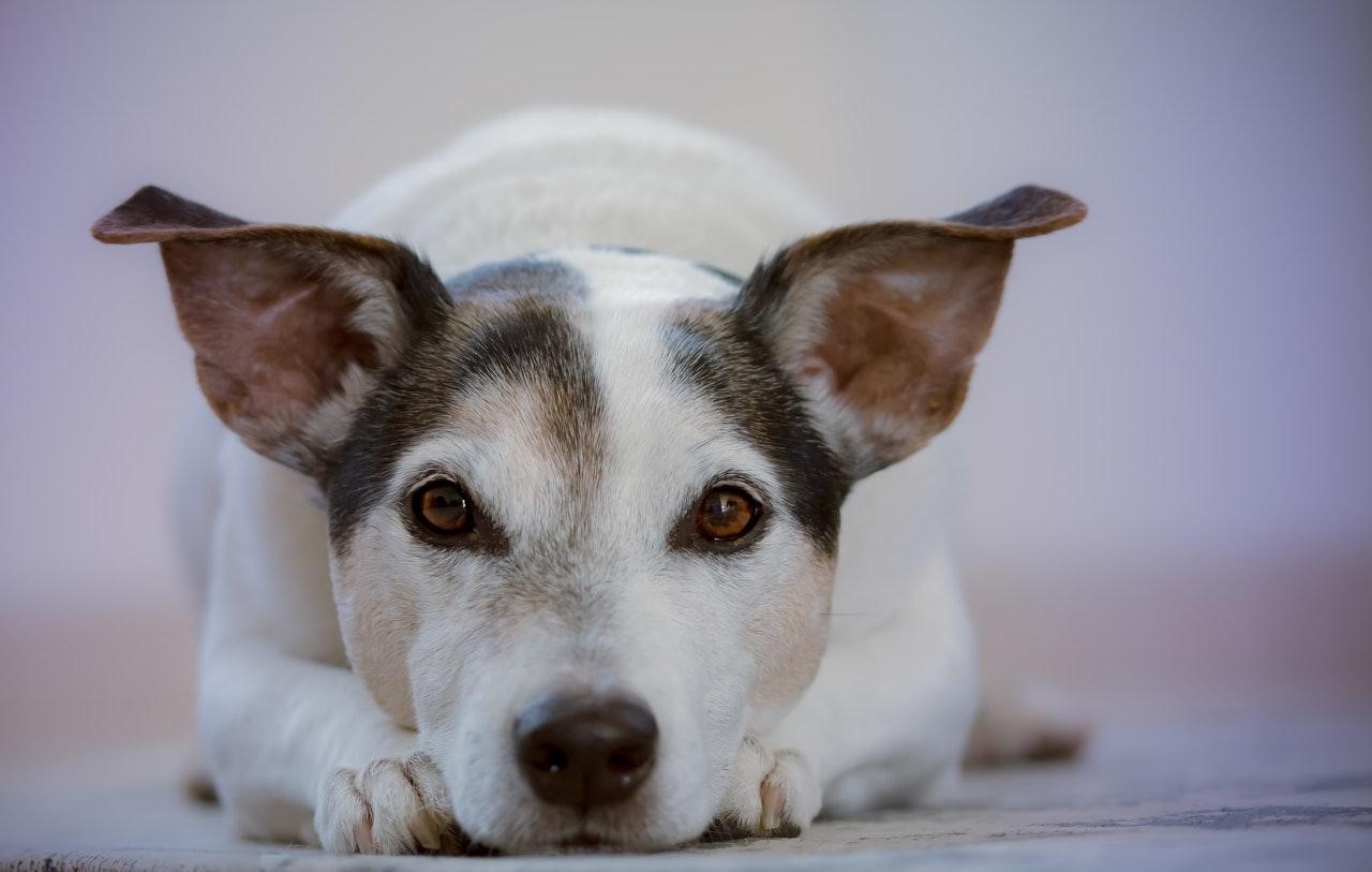 A Beginner’s Guide to Dog Psychology and Dog Training Techniques