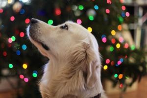 dog training