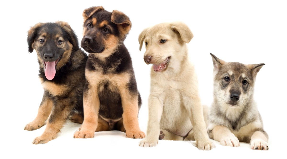 Popular dogs in the Middle East