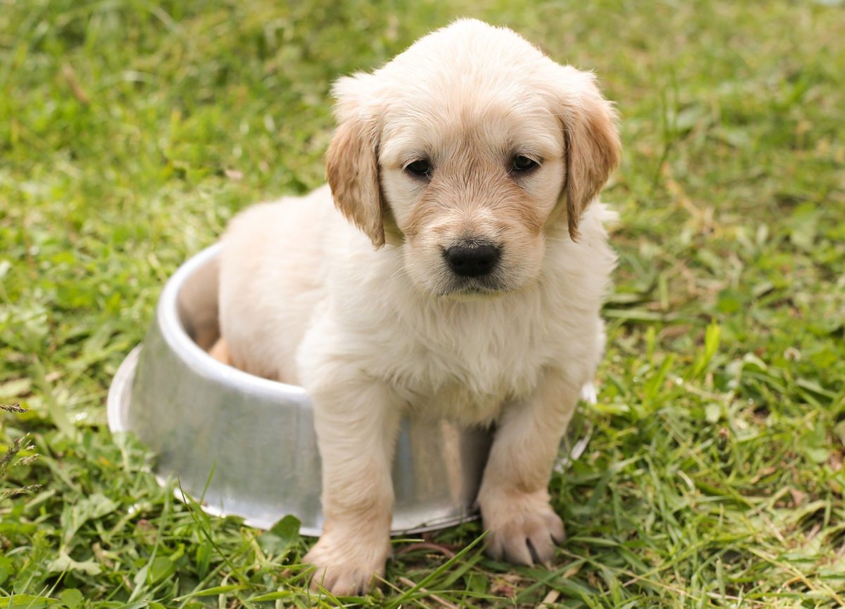 Is Authority Dog Food Grain-Free