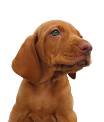 puppy