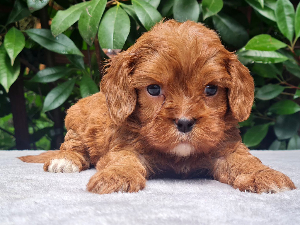 red cavapoo