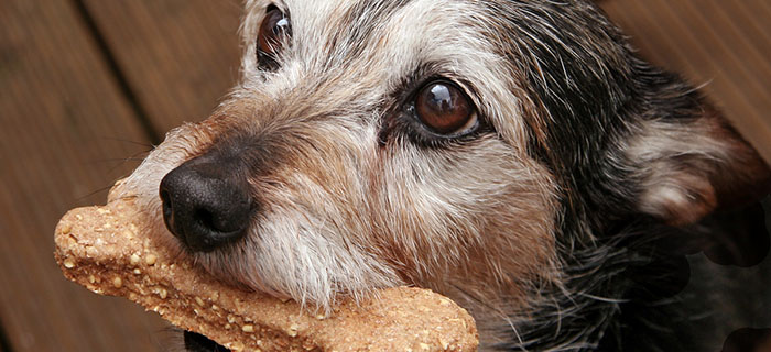 senior dog