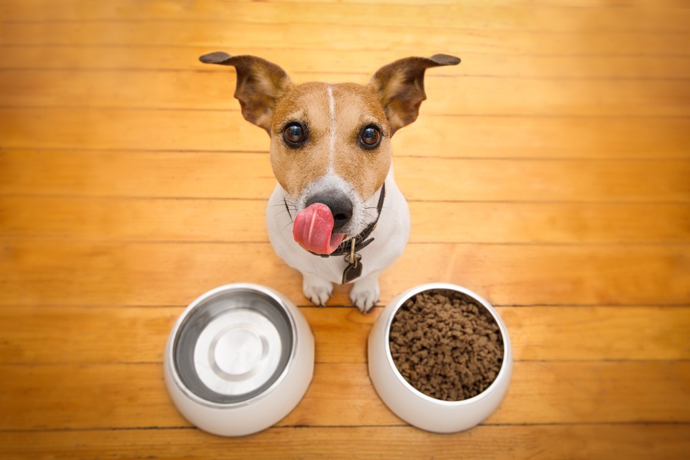 10 Safe Feeding Tips for New Dog Parents