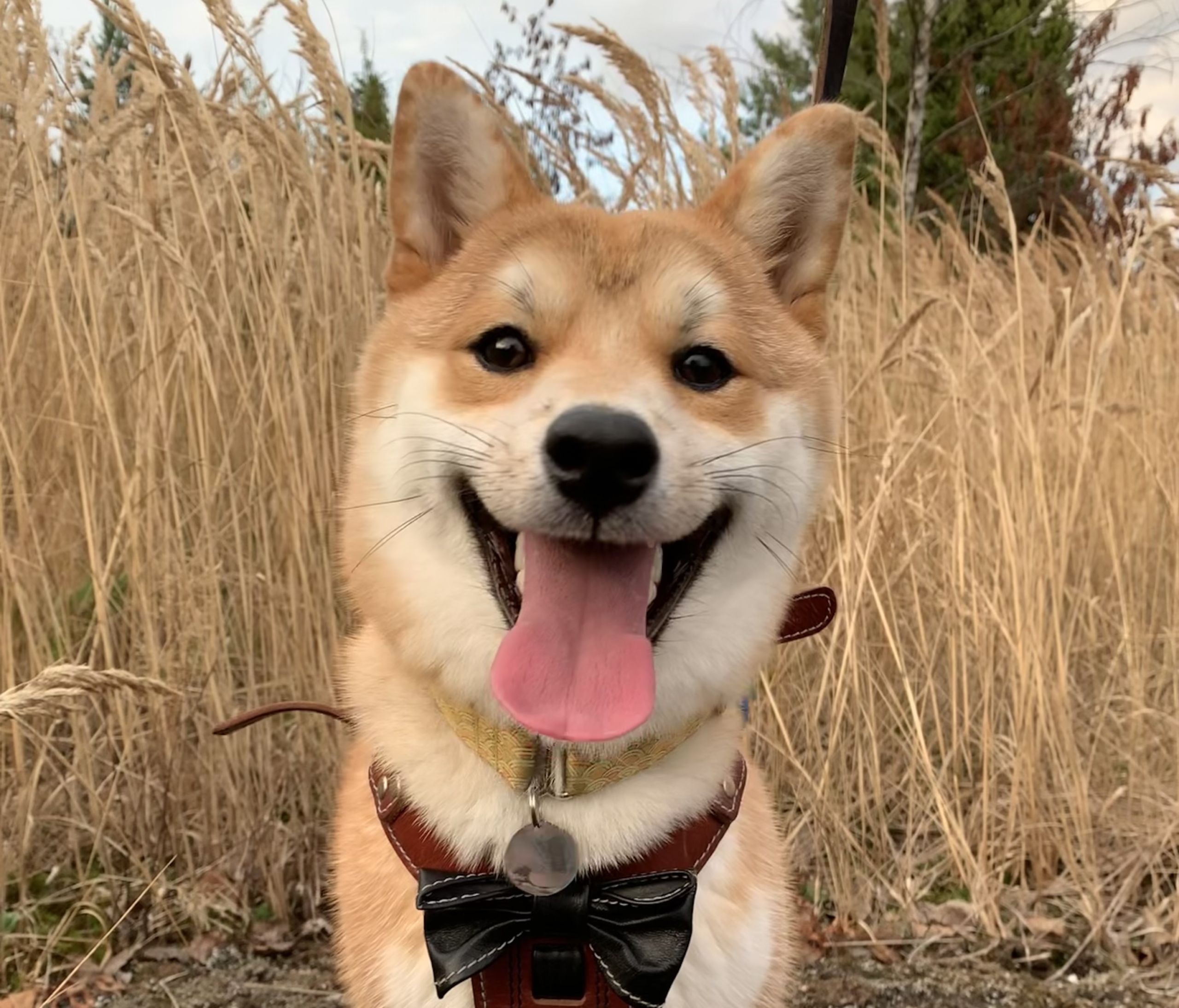 SHIBA INU GRASS AWN