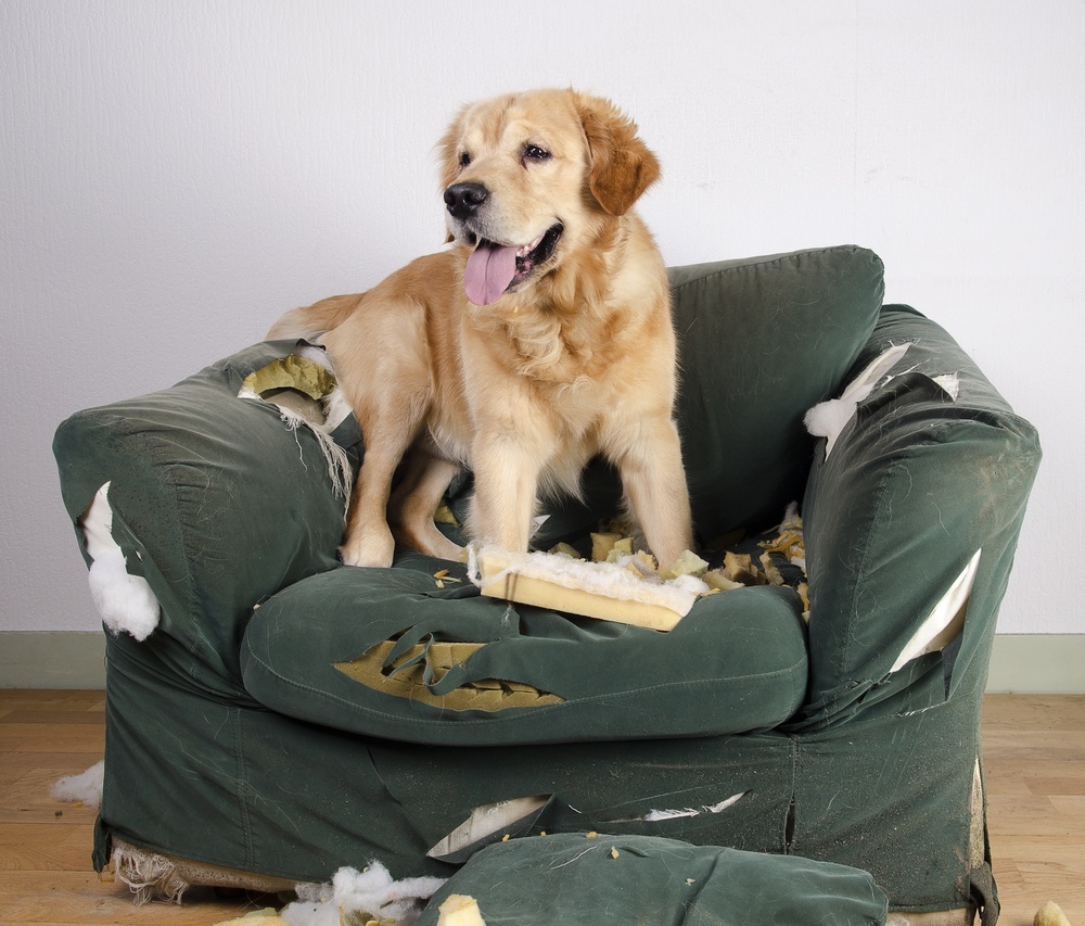 Relaxed in their crate, your puppy can’t run wild in the house Relaxed in their crate, your puppy can’t run wild in the house