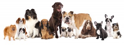 shutterstock_150210119