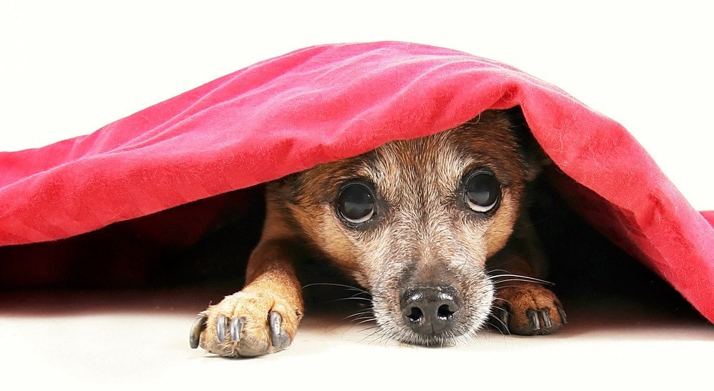A Safe DEN for your Dog