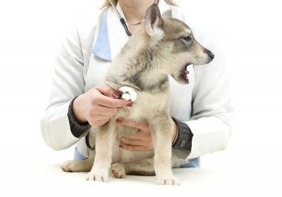 Dog kennel cough