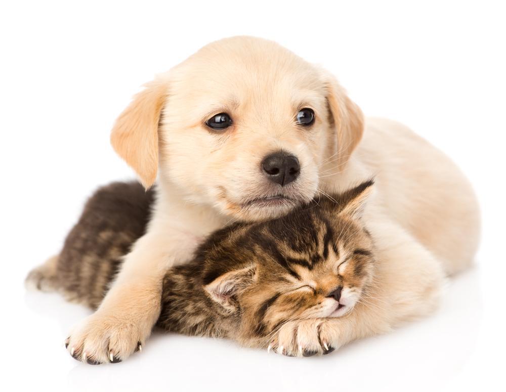 Golden Retriever Socialization