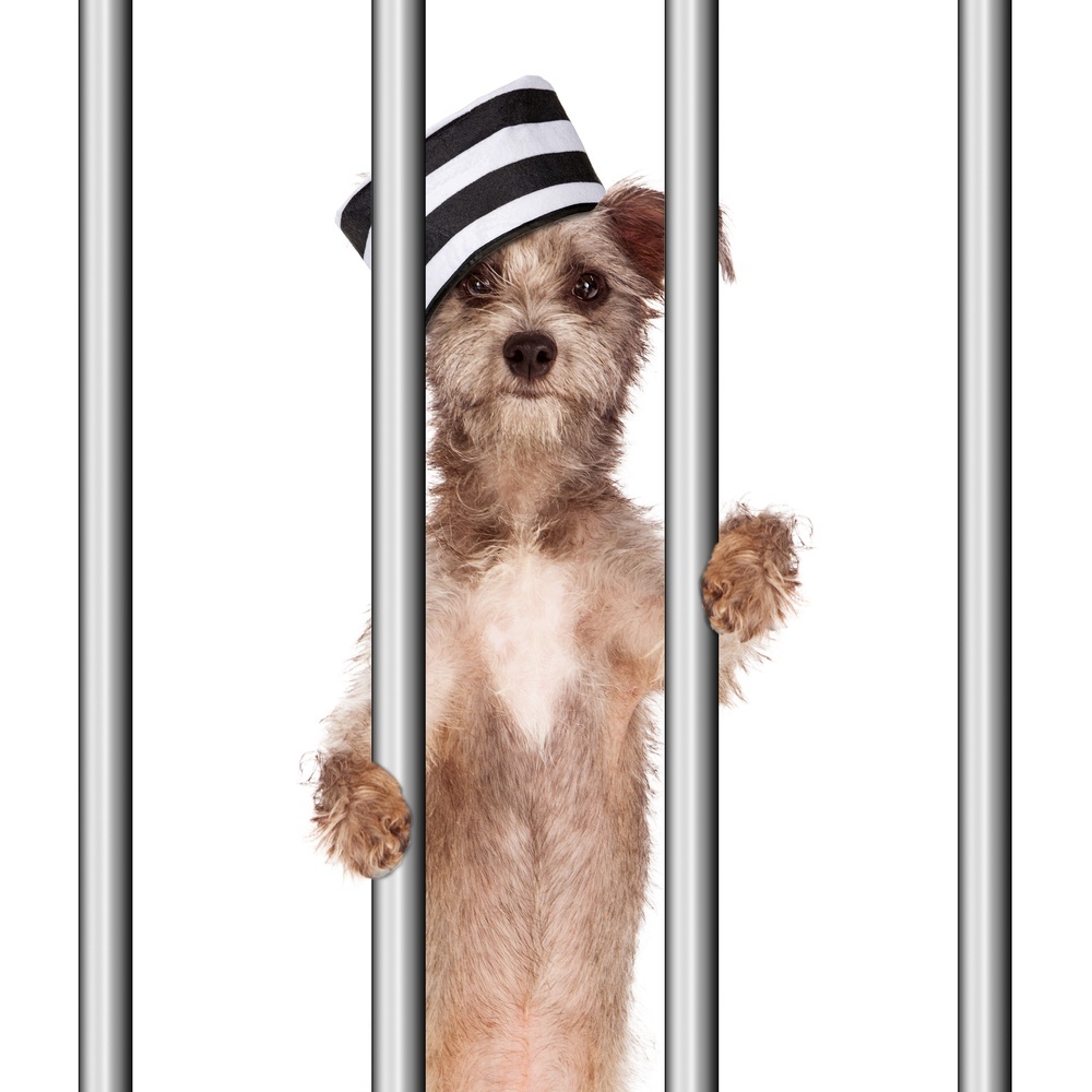A Dog Crate is not a Dog Prison A Dog Crate is not a Dog Prison